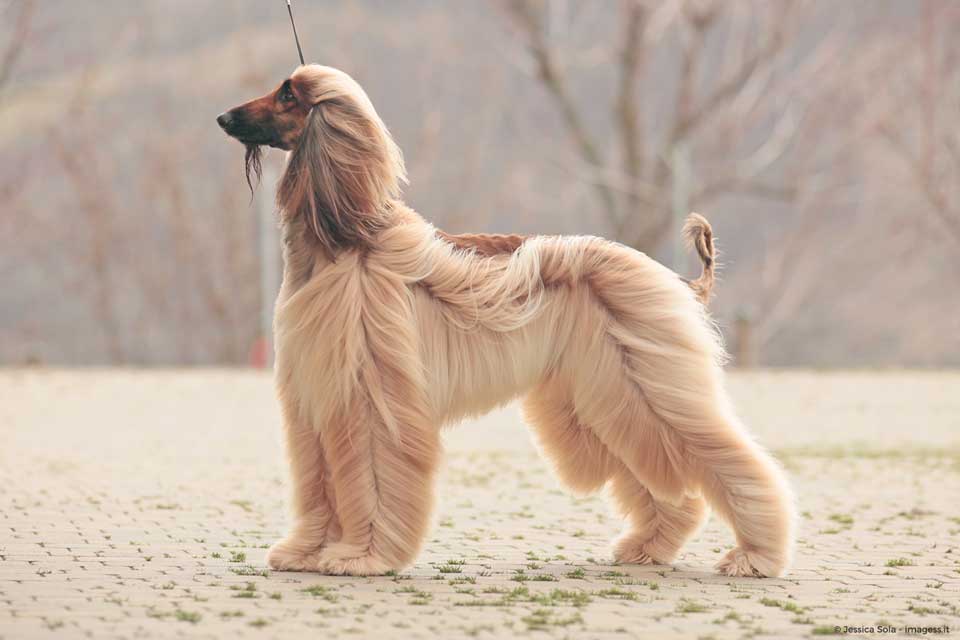 dog breeds that barely shed Afghan Hound