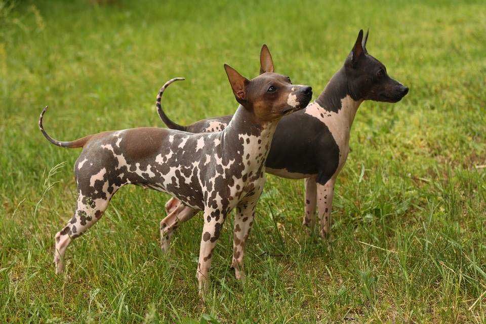 dog breeds that barely shed American Hairless Terrier