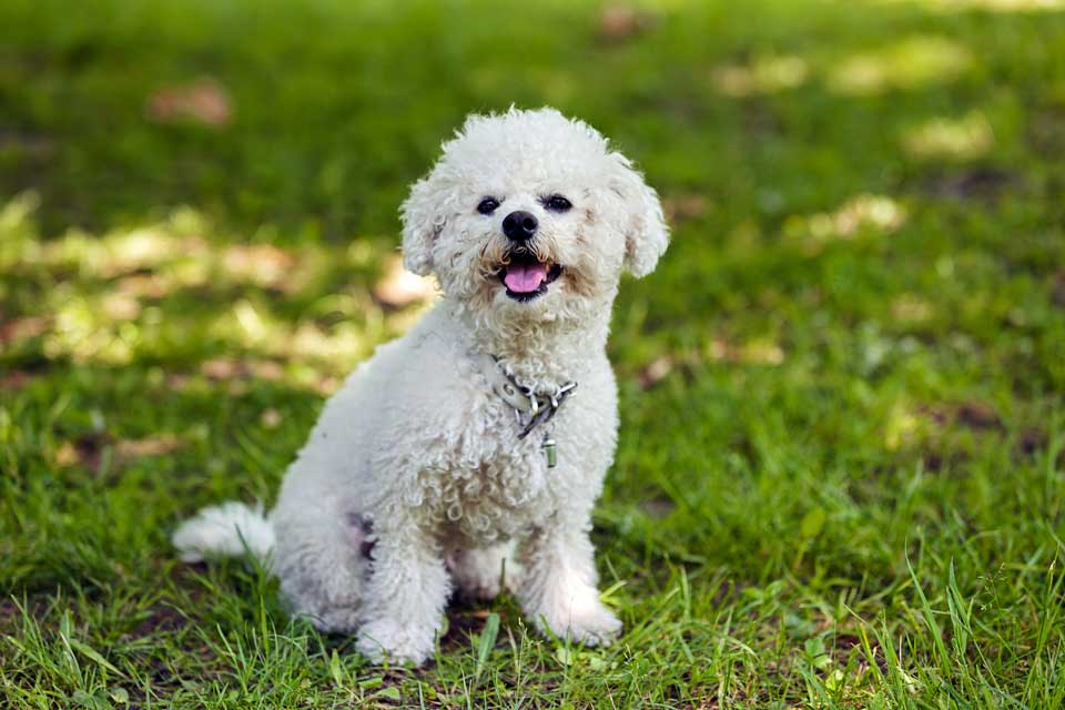 dog breeds that barely shed Bichon Frise