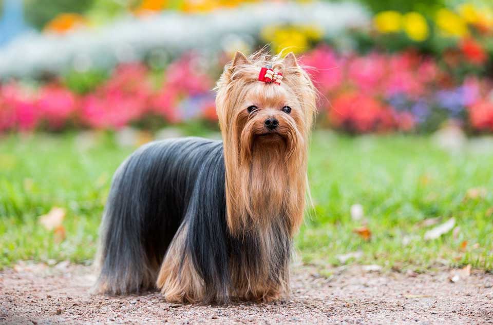 dog breeds that barely shed Yorkshire terrier