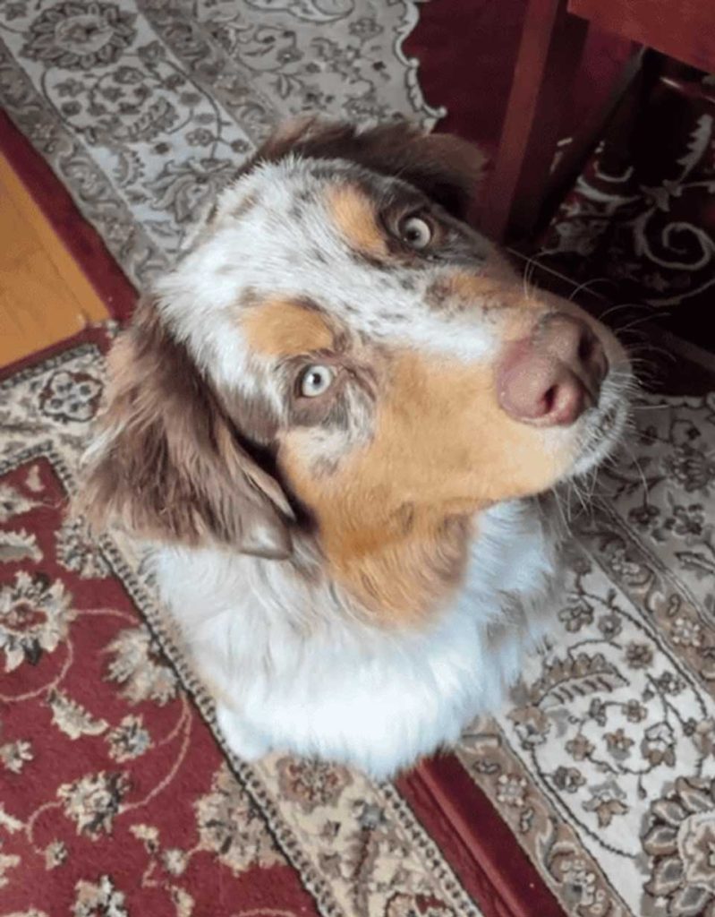dramatic reaction neutered dog video