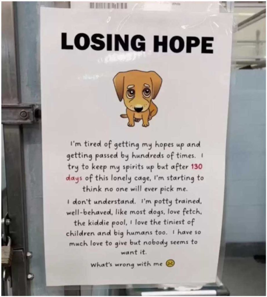 employees shelter sadness forgotten dog