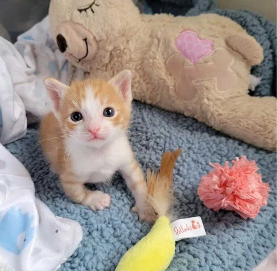 kitten little paw was infected