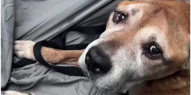 woman shared emotional last day dying dog