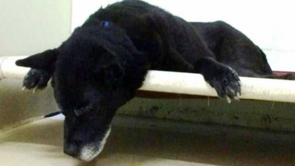 14-year-old dog cries abandoned