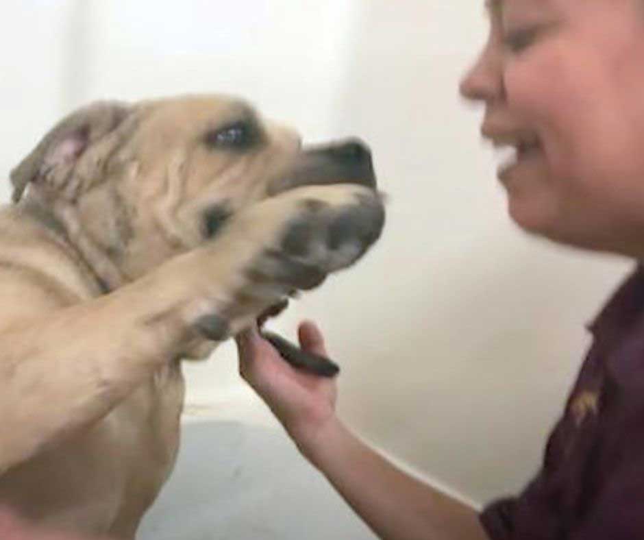 Abused dog thanks rescuers with hug