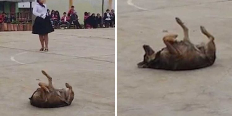 Break-dancing dog performance viral