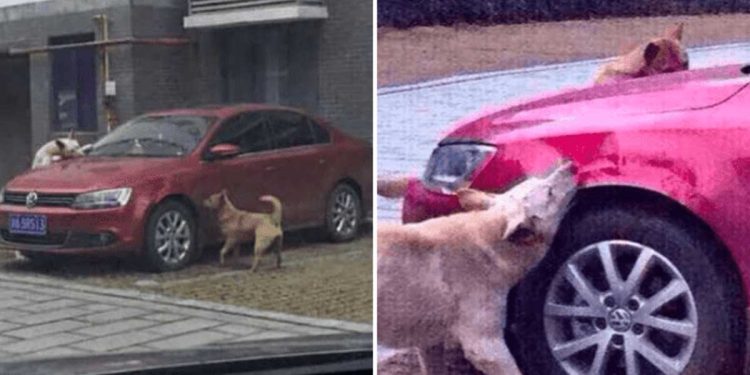 Dog struck man avenge vandalizing car