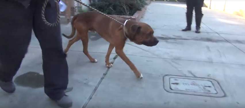 Heartbroken dog filmed crying abandoned