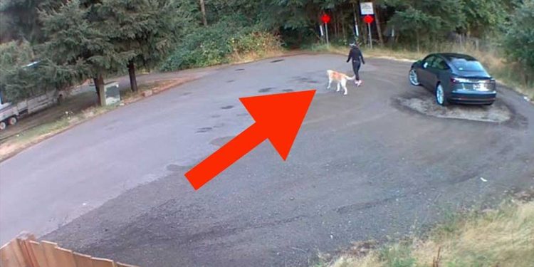 No ordinary dog walk recorded on CCTV