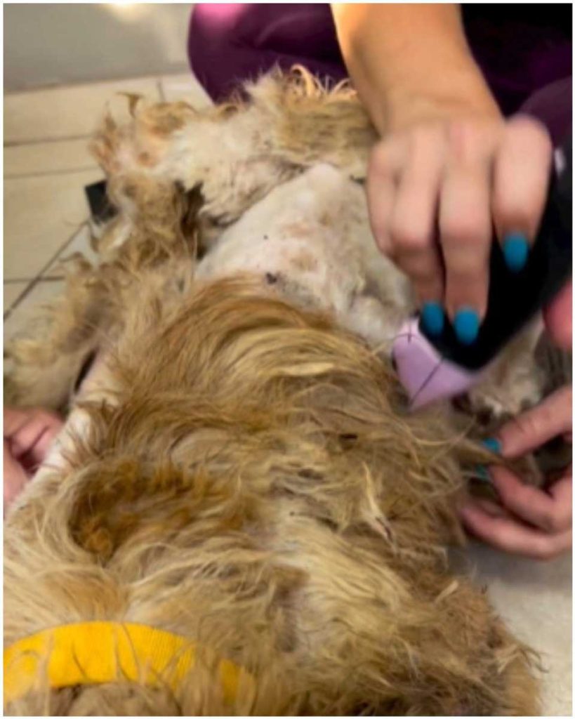 dog found was in deplorable condition