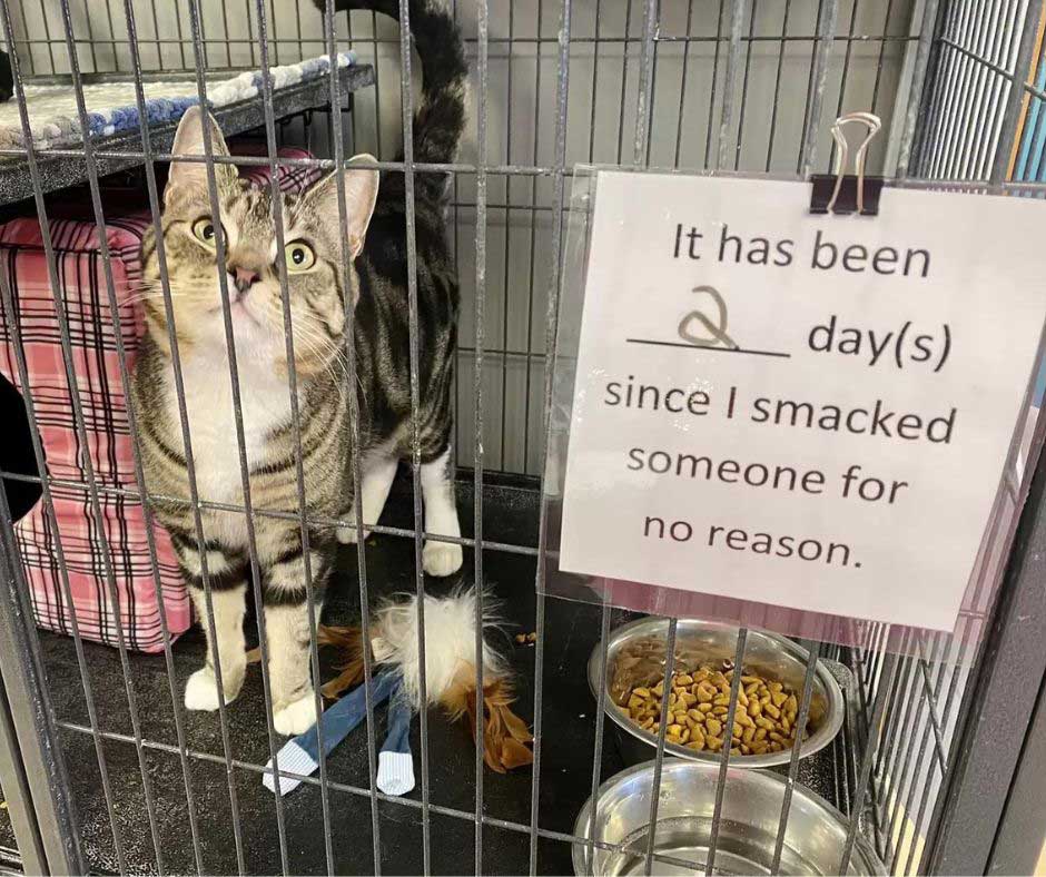 shelter cat gets funniest warning