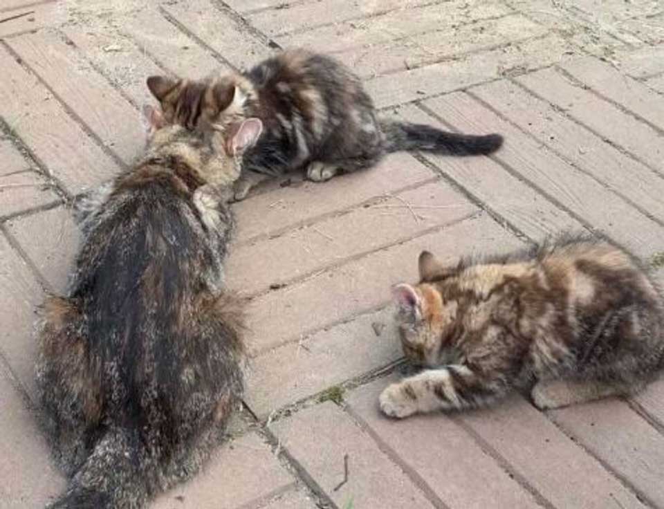 stray cat brought babies kittens trouble