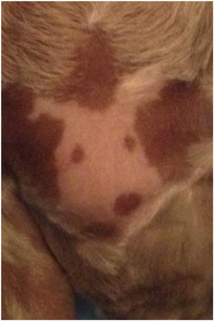 tears dog groomer chest