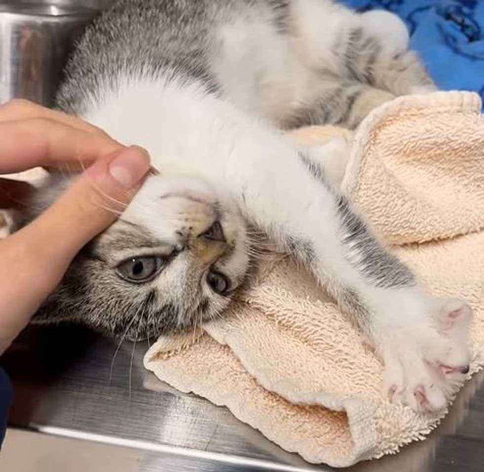 Passers-by found abandoned cat njured paw