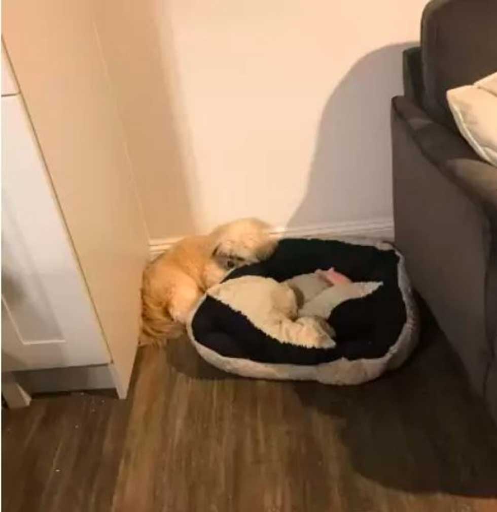Woman showed photos dog sleeping next bed