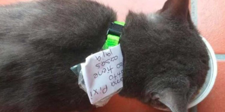 cat comes home with a message