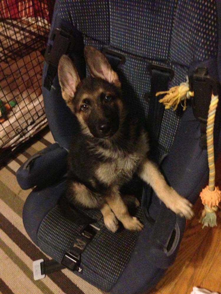 dog born different must eat special chair