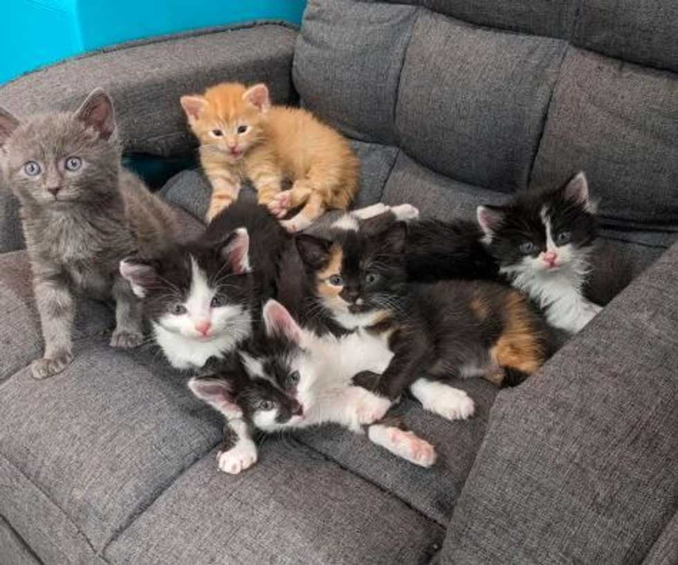 five abandoned kittens unrecognizable