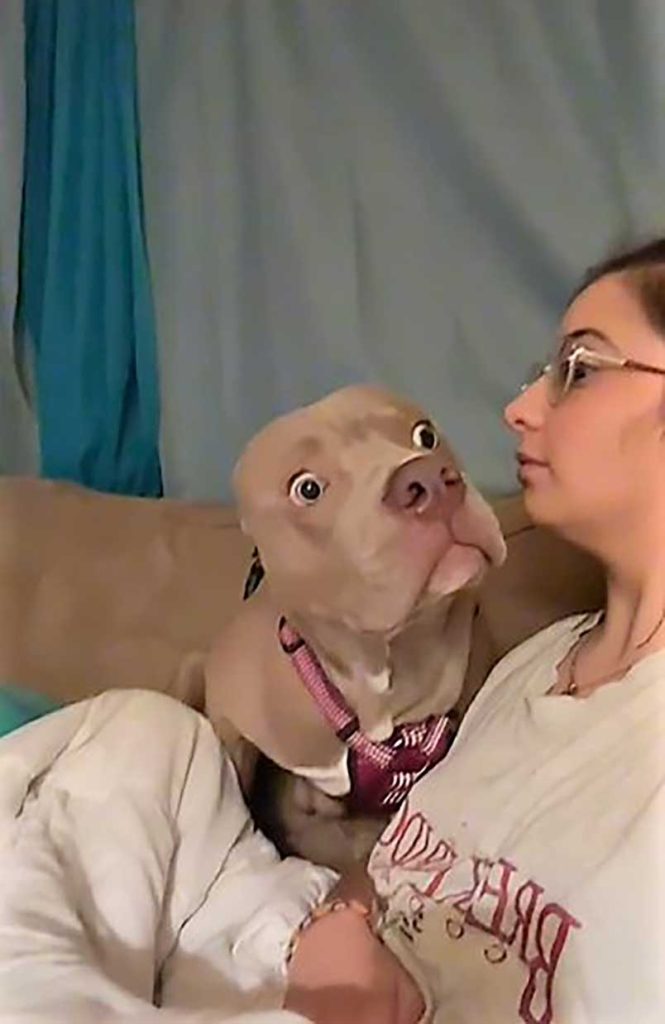 owner barks dog surprised hilarious