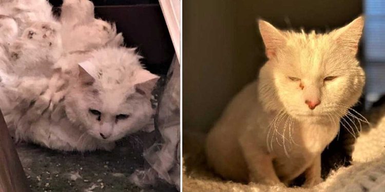 poor cat abandoned lived without attention