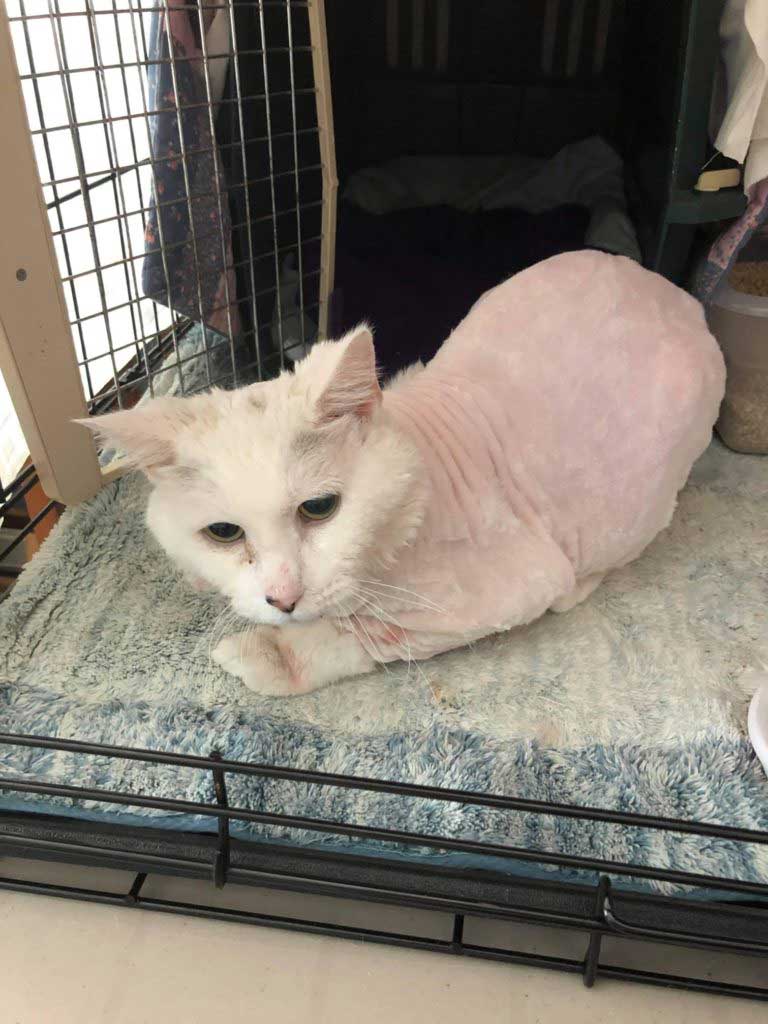 poor cat abandoned lived without attention