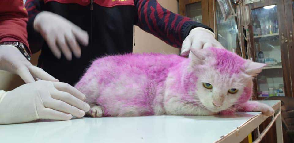 pregnant cat found with purple fur