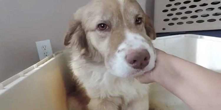 rescued dog experiences petting first time