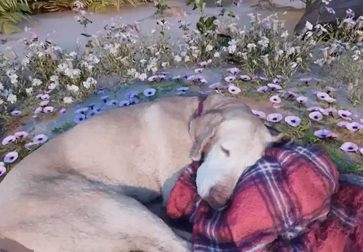 Owner creates virtual world deceased dog