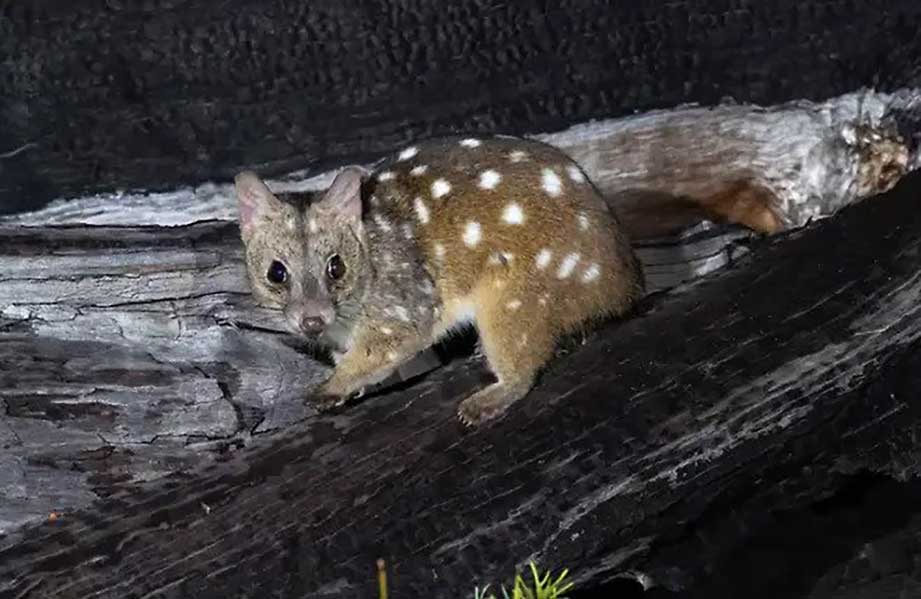 Researchers discovering rare spotted baby animals