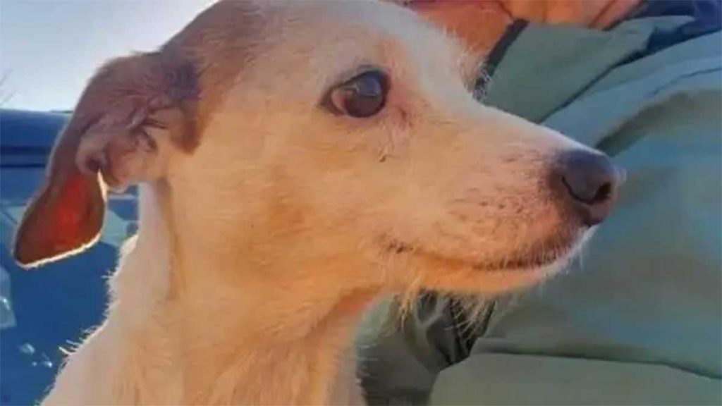 The story of a dog saved from a mudflat thanks to a “piece of sausage” attached to a drone