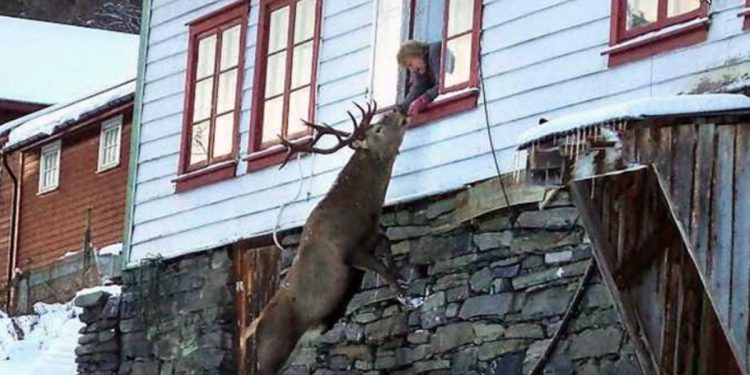 people help deer comes house knocks window