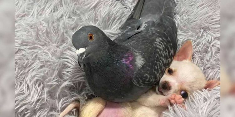 unusual love story pigeon chihuahua
