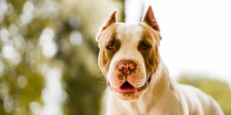 All about pit bulls and children