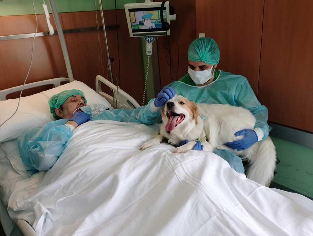 Hospitalized year realizes dream seeing dog