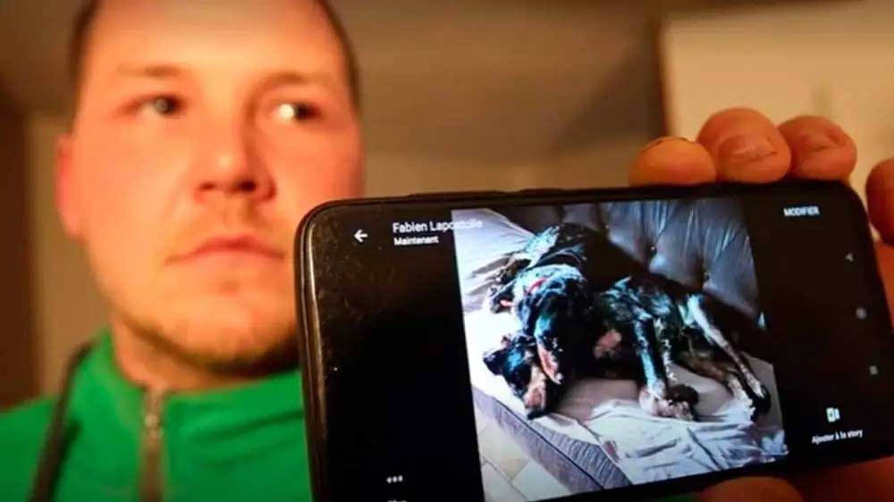 Man offers car reward find lost dogs
