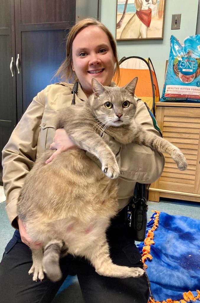 Morbidly obese cat needs to find a home
