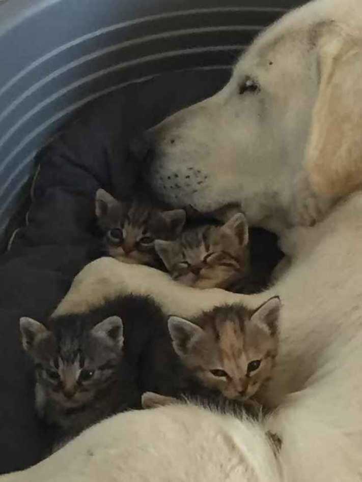 Wendy Labrador breastfed six abandoned kittens