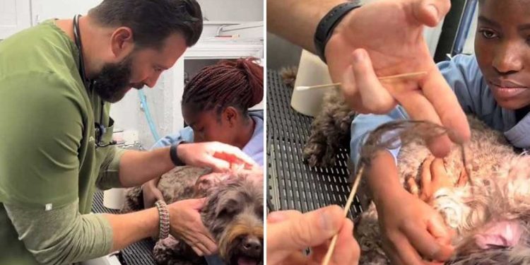 vet showed what removed dog ear