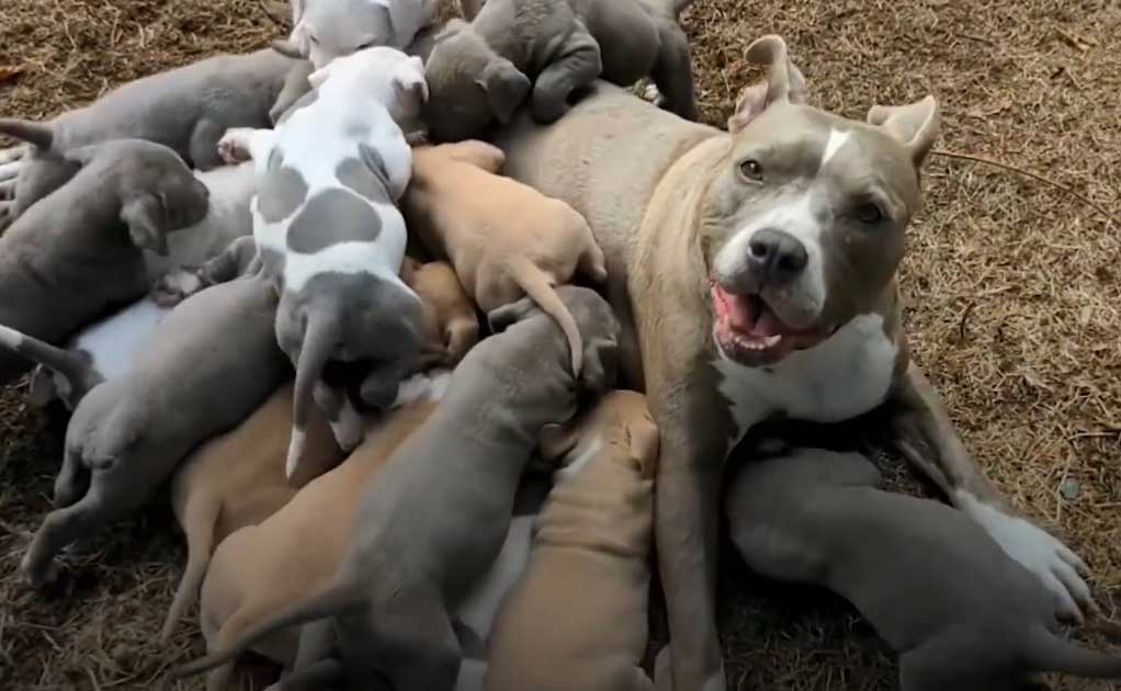 pit bull had to be euthanized pregnant
