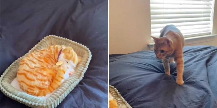 plan prank cat fake kitten