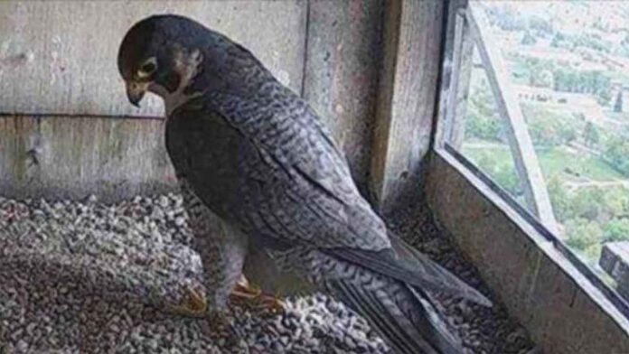 Le sort de la famille Falcon est déchirant. Le mâle n'a pas eu autant de chance que la femelle