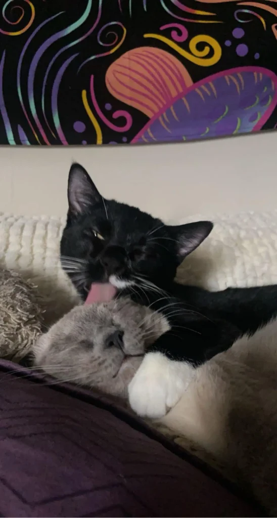 chats piquent crise colère lorsqu'ils découvrent grande nouvelle maman papa