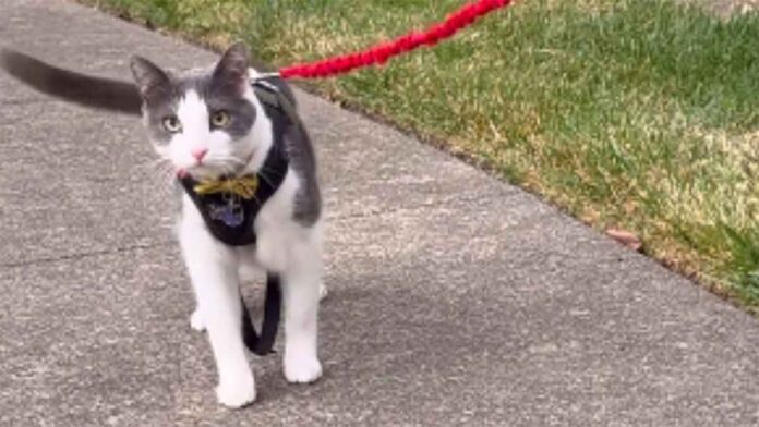 He brings the cat back to the place where he found it 5 years ago