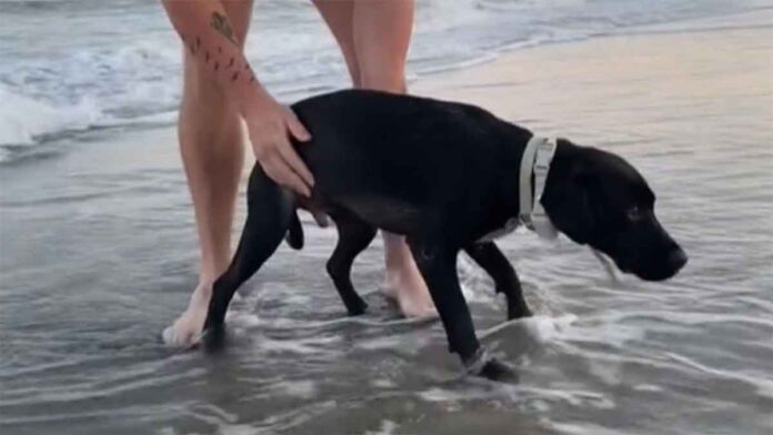 dog sees the beach for the first time