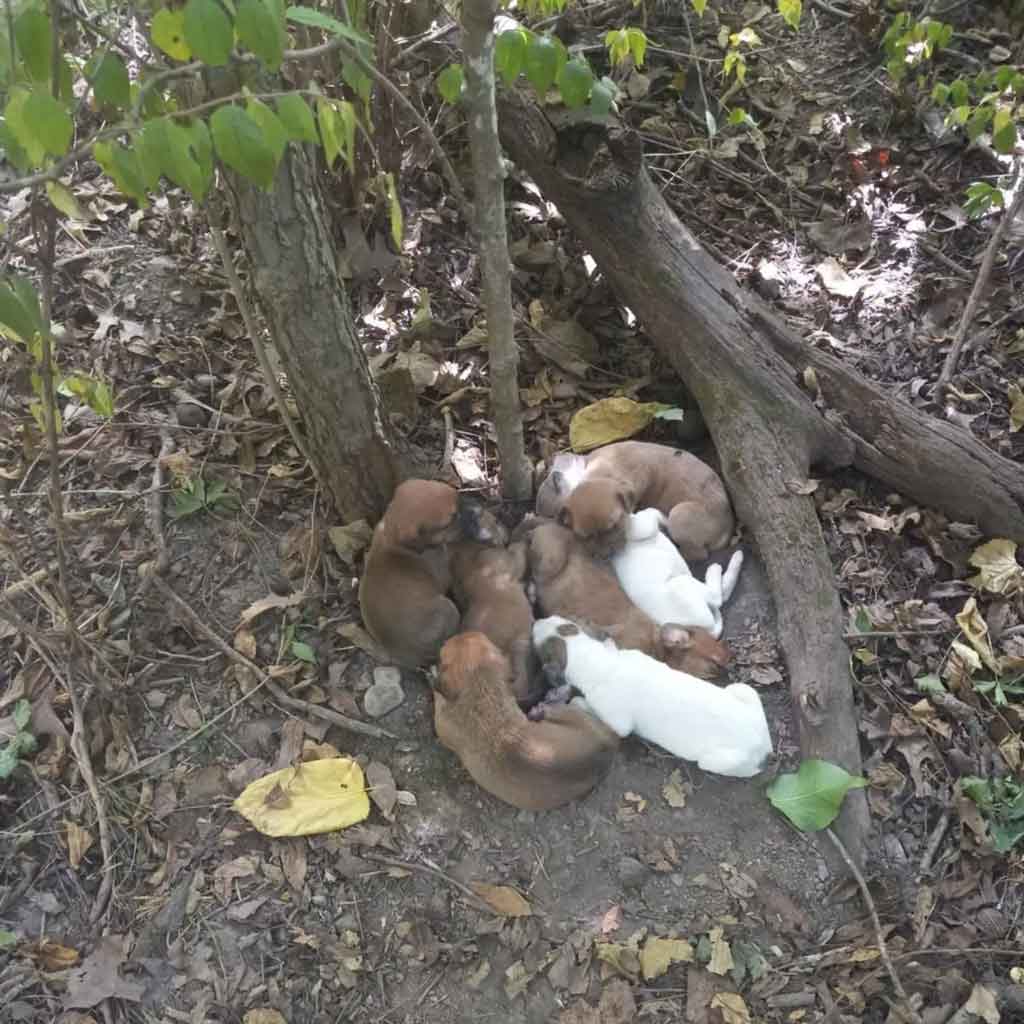 Hikers Abandon Adventure to Save ‘Pup Bunch’ Found Deep in Woods