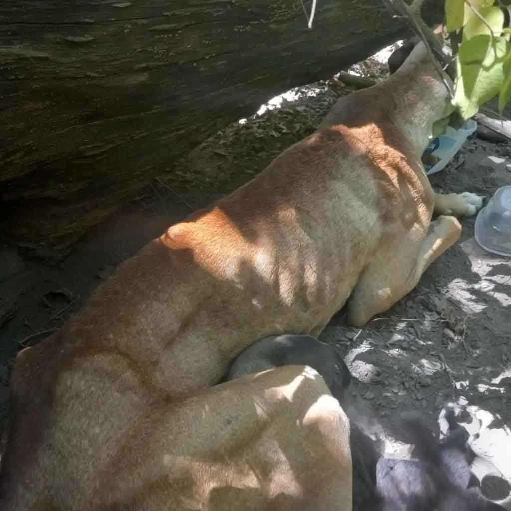 Hikers Abandon Adventure to Save ‘Pup Bunch’ Found Deep in Woods