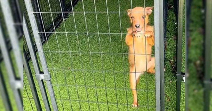 Shelter Dog Climbs Kennel Bars Begging for Hugs