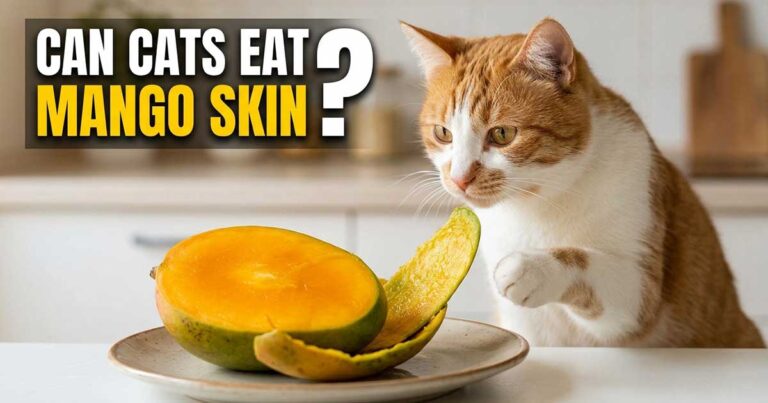 Can Cats Eat Mango Skin