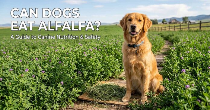 Can-Dogs-Eat-Alfalfa Can Dogs Eat Alfalfa